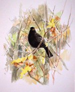 Amsel.j1.jpg