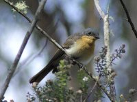 flycatcher-maybe-crop.jpg