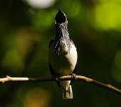 Bearded_Bellbird_mid-BOK_ca.jpg