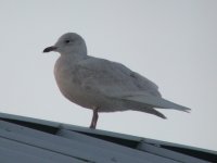 IcelandGull1W(10-01-07).jpg