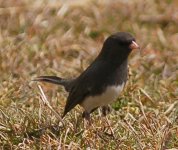 _darkeyedjunco.jpg