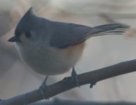 _tuftedtitmouse.jpg