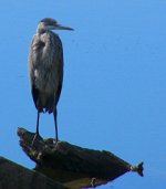 Heron on the Driftwood(small).jpg