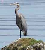 Proud Heron(small).jpg