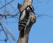 hairy woodpecker.jpg