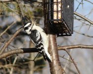 downy woodpecker.jpg