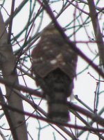 Sharp-shinned Hawk.jpg