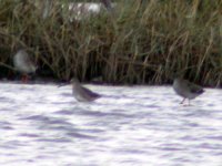 short billed dowitcher record shot jan 07.jpg