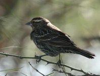 sparrow 1.jpg