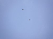 x Raptors Buzzards Common  2 Biddulph 070307.jpg