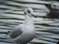 Black-headed Gull.jpg