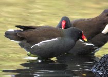 moorhens-0264.jpg