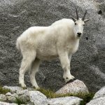 Mountain_Goat,_Enchantments_Basin.jpg