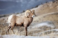 species-bighornsheep2.jpg