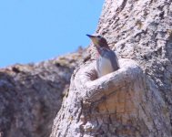 chestnut-cheeked starling 7.jpg