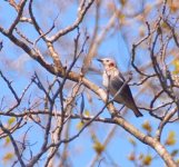 chestnut-cheeked starling 10.jpg