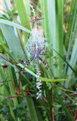 wasp spider ex IMG_9758 (1200).jpg