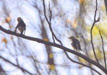 chestnut-cheeked starling 3.jpg