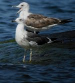 Larus_fuscus_tzbf.jpg