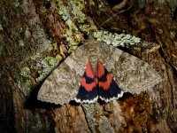 red underwing1.jpg