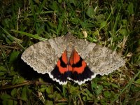 red underwing 2.jpg