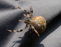 4 spot orb weaver small.jpg