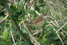 DSC02523ed25 Whitethroat.jpg