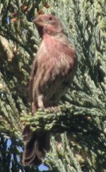 House Finch_2.jpg