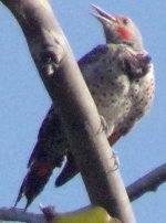 Northern Flicker.jpg