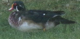 Wood Duck.jpg