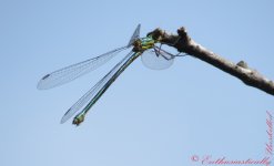 Willow Emerald Damselfly.jpg