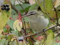 Red-eyed Vireo 5867.jpg