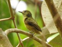 flycatcher-2223.JPG