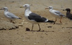 Larus_fuscus_11ombf.jpg