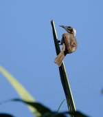 DSC05744 Helmeted Friarbird @ Darwin.jpg