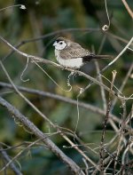 DSC05747 Double-barred Finch @ Darwin.jpg