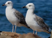 Larus_fuscus_13ombf.jpg