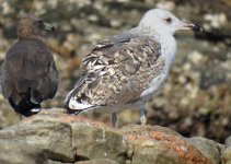 Larus_fuscus_14ombf.jpg