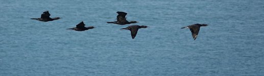 DSC05754 Little Cormorant@ Darwin.jpg