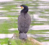 cormorant 12-yoichi river.jpg