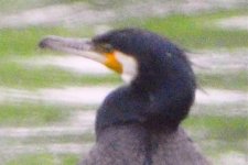 cormorant 14-yoichi river.jpg