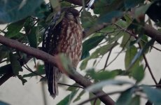 DSC05774 Barking Owl @ Darwin.jpg