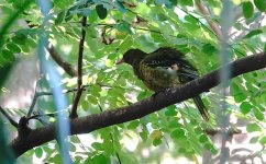 DSC05760 Yellow Oriole @ Darwin.jpg