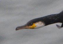 cormorant 13-cape shukutsu.jpg