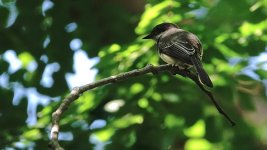 DSC05778 Northern Fantail @ Darwin.jpg