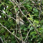 DSC04628ed40 Pied Fly.jpg