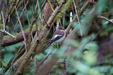 DSC04657ed25 Pied Fly.jpg