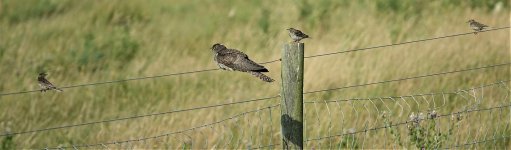 DSC04813ed40 juv Cuckoo and mobby Mipits.jpg