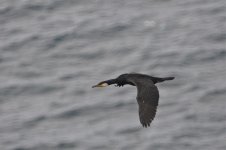 cormorant 9-cape shukutsu.jpg