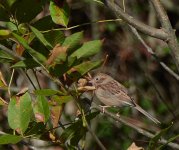 Field Sparrow 2.jpg